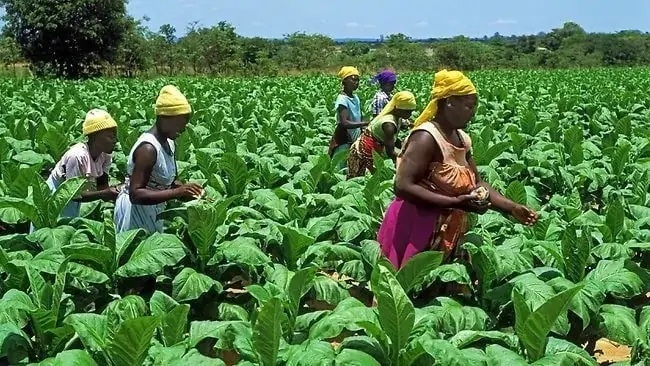 Ghana Commercial Agriculture Project (GCAP)